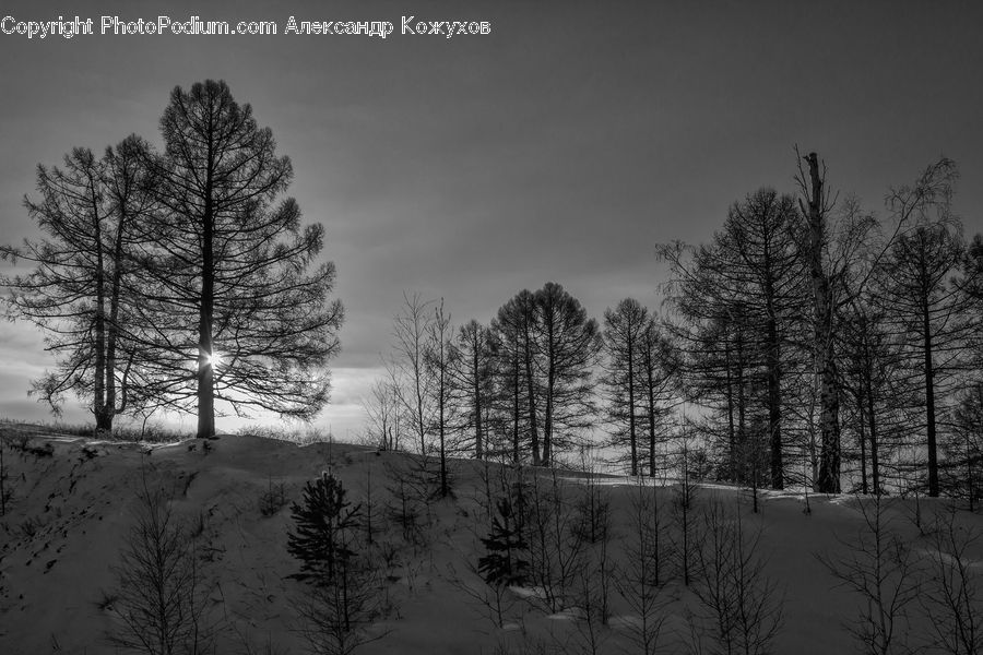 Conifer, Fir, Plant, Tree, Forest, Vegetation, Ice