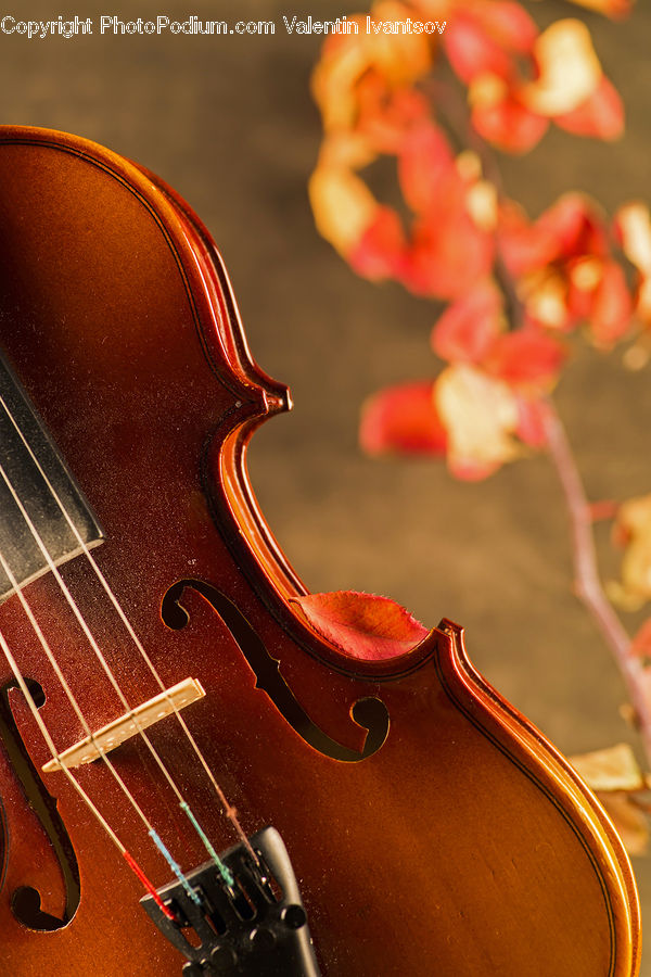 Cello, Musical Instrument, Blossom, Flora, Flower, Plant, Gladiolus