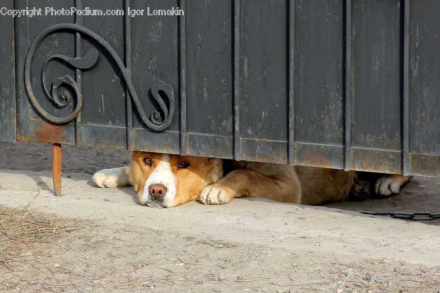 Animal, Beagle, Canine, Dog, Hound, Mammal, Pet