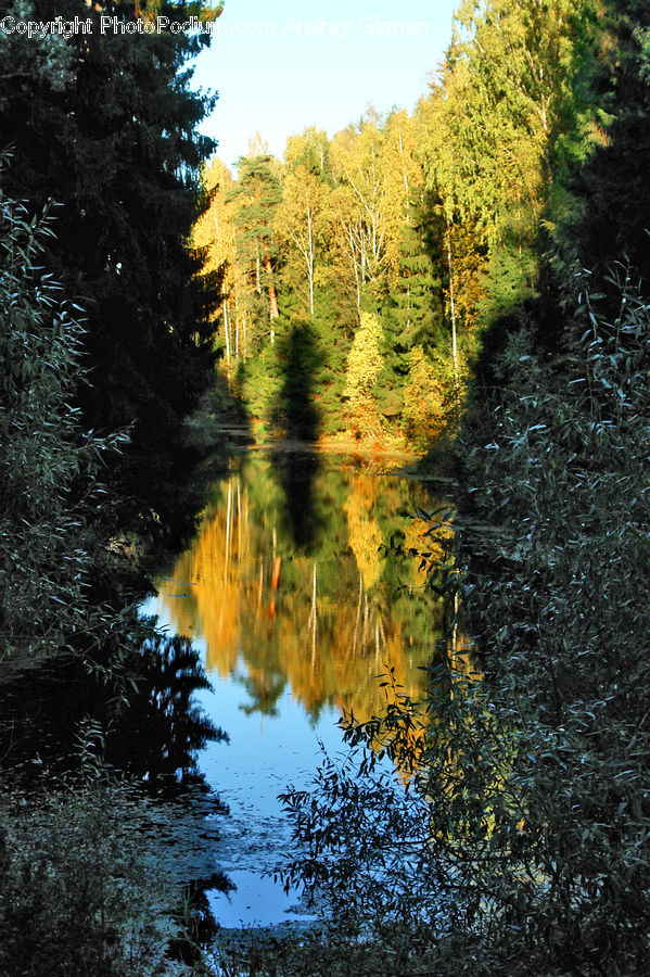 Conifer, Fir, Plant, Tree, Forest, Vegetation, Outdoors