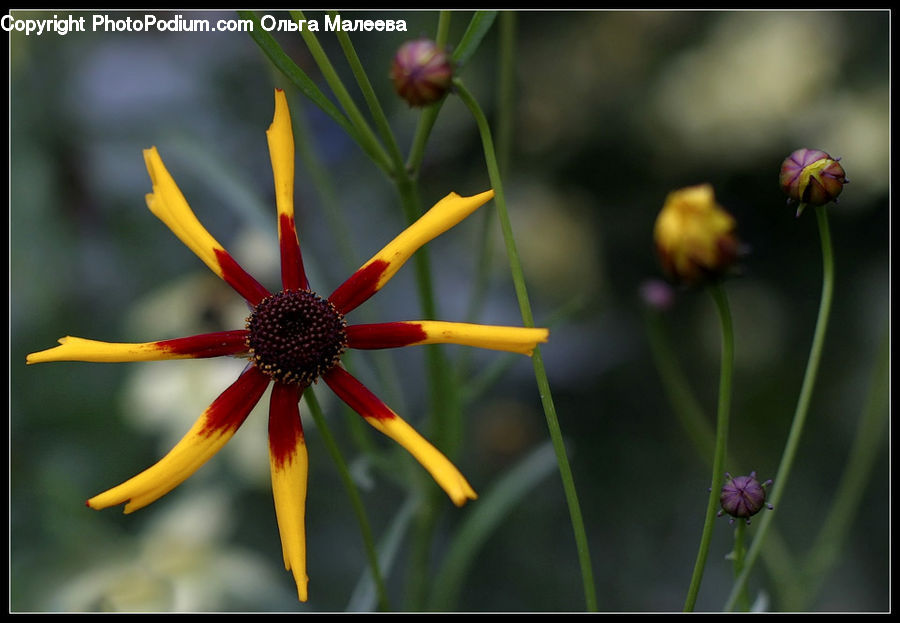 Blossom, Flora, Flower, Plant, Daisies, Daisy, Petal