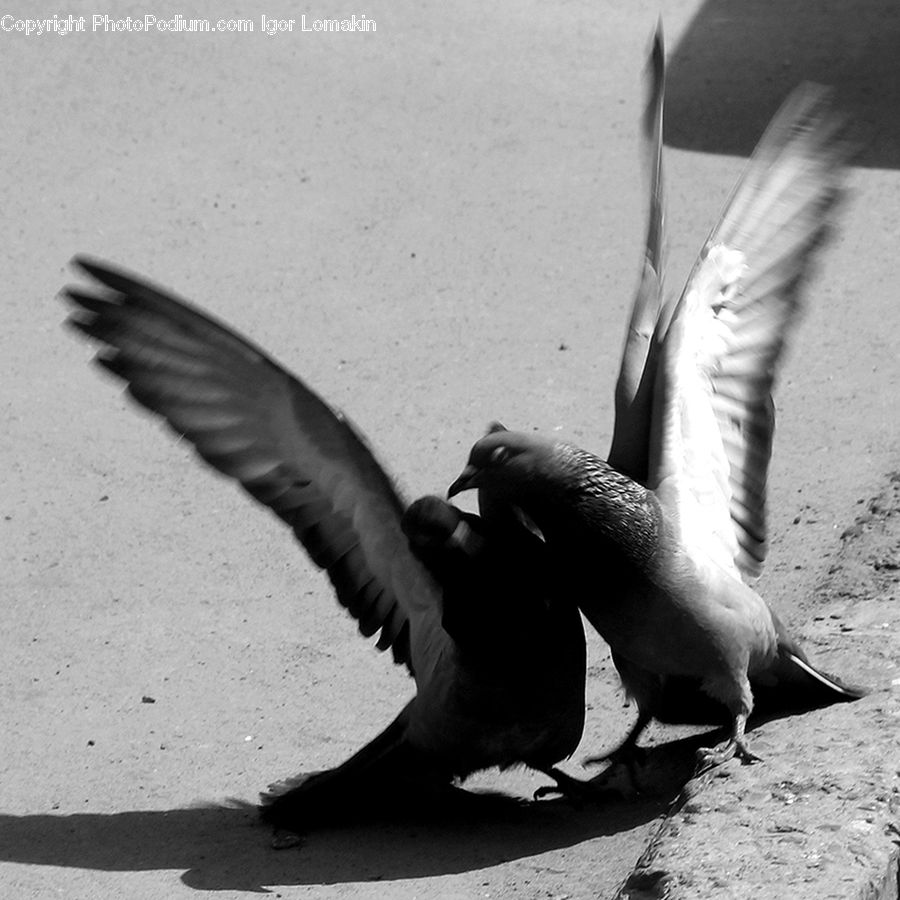 Bird, Pigeon, Seagull, Blackbird, Crow