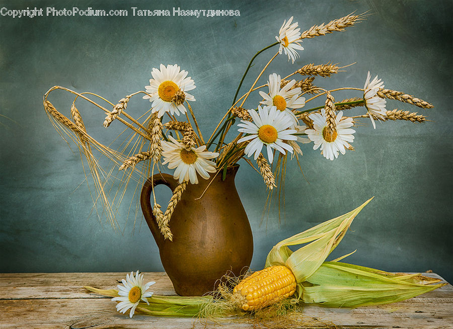 Corn, Food, Grain, Vegetable, Daisies, Daisy, Flower