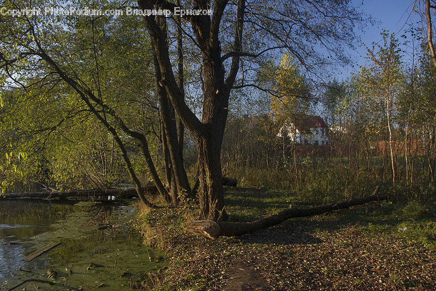 Oak, Tree, Wood, Forest, Vegetation, Plant, Grove