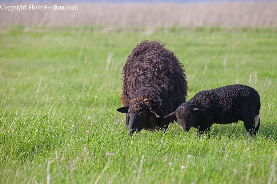 Animal, Bison, Bull, Mammal, Sheep, Buffalo, Field