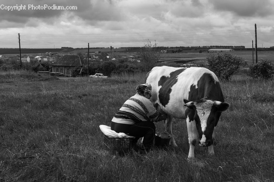 Animal, Cattle, Cow, Dairy Cow, Mammal, Countryside, Farm