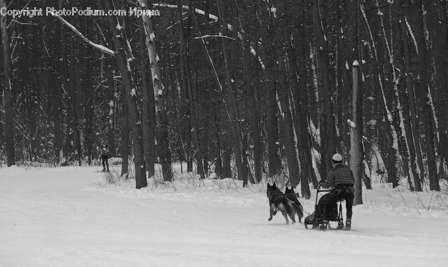 People, Person, Human, Ice, Outdoors, Snow, Forest