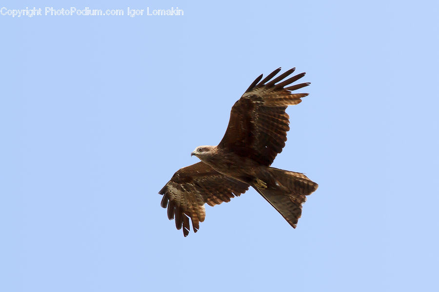 Bird, Buzzard, Harrier, Hawk, Vulture, Eagle