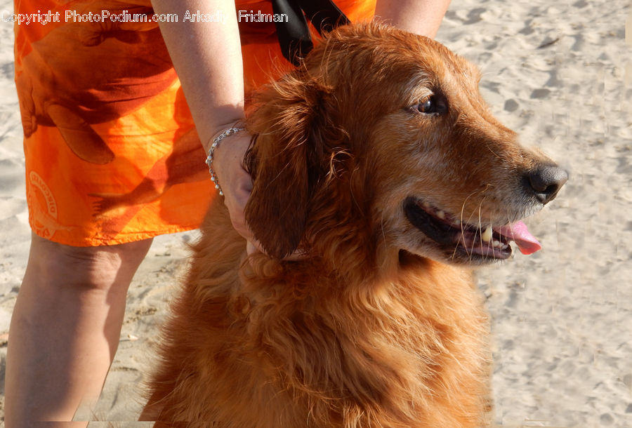 Animal, Canine, Dog, Golden Retriever, Mammal, Pet, Cocker Spaniel