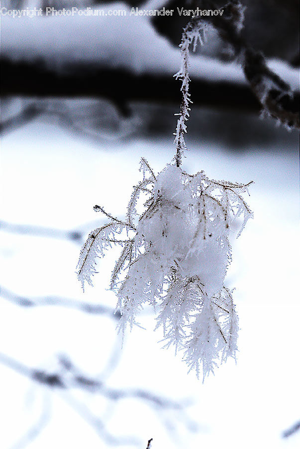 Frost, Ice, Outdoors, Snow, Blossom, Flora, Flower