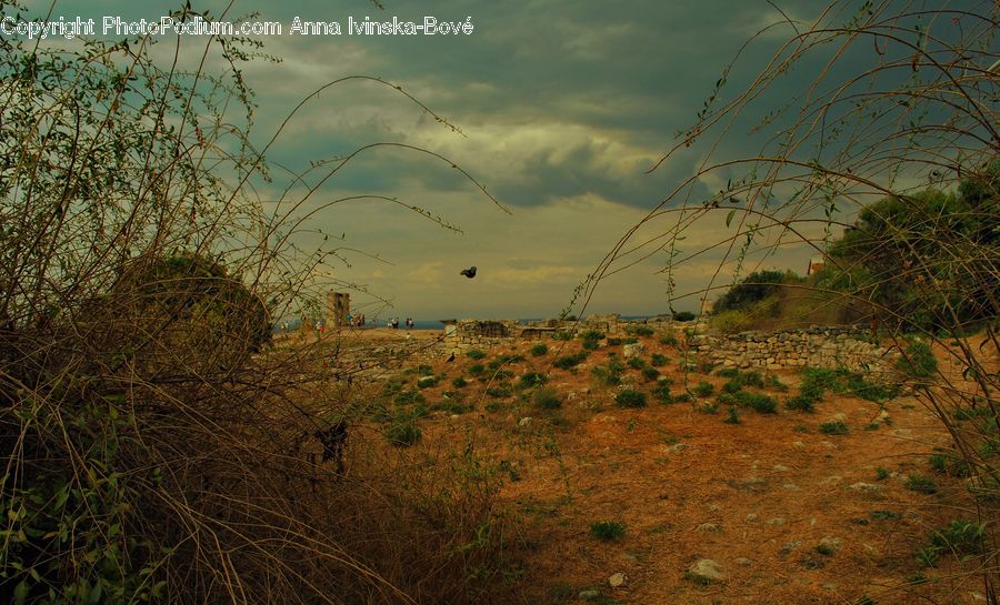 Field, Grass, Grassland, Land, Outdoors, Plant, Bush