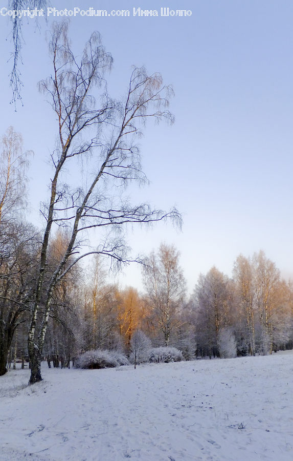 Landscape, Nature, Scenery, Plant, Tree, Forest, Vegetation
