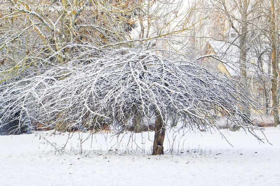 Ice, Outdoors, Snow, Field, Grass, Grassland, Plant