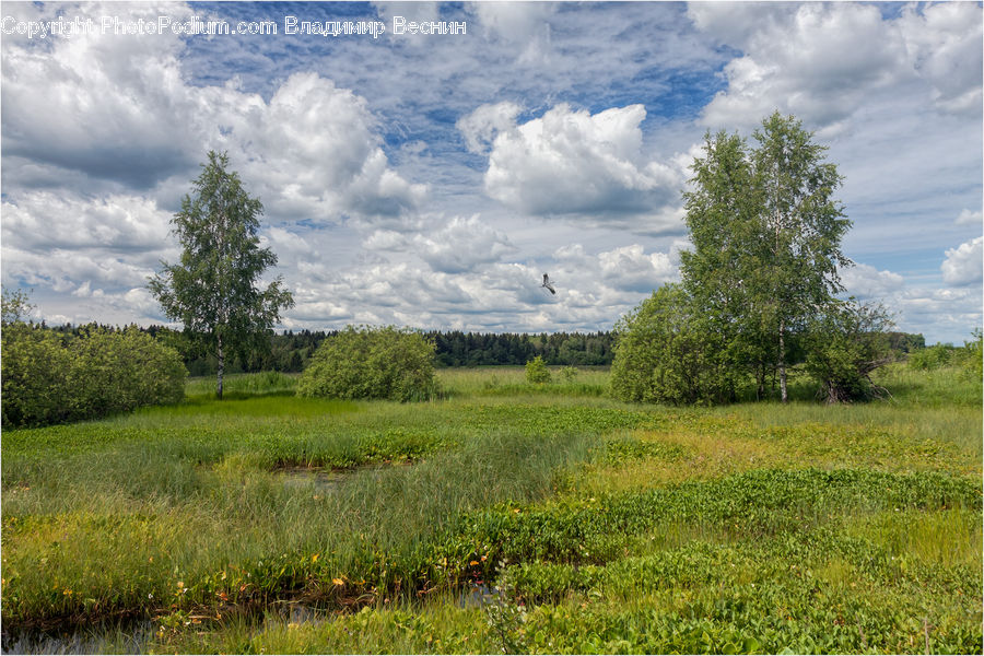 Field, Grass, Grassland, Land, Outdoors, Oak, Sycamore