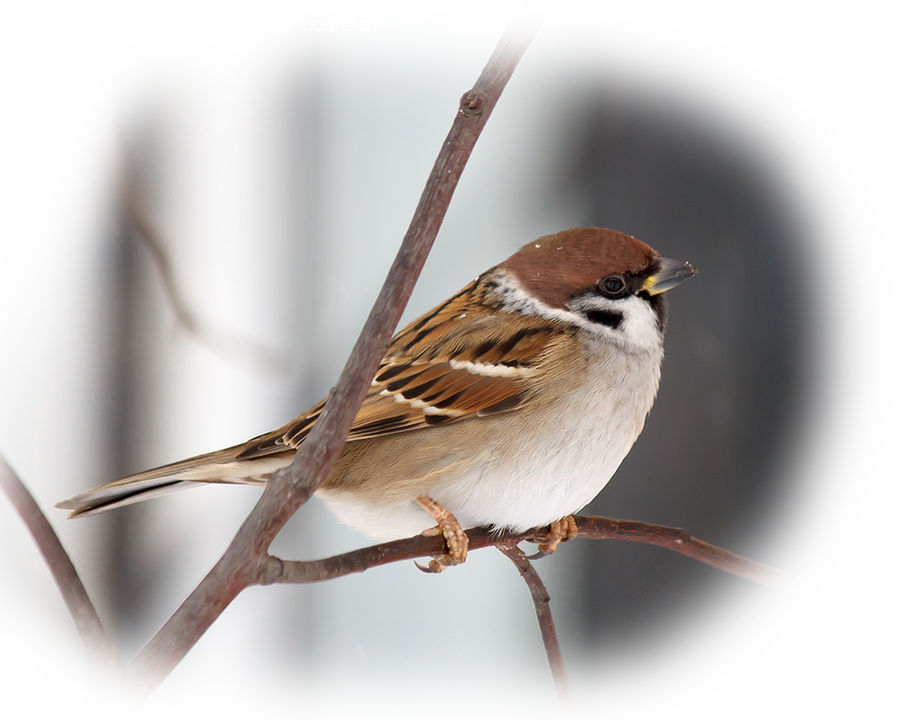 Head, Portrait, Beak, Bird