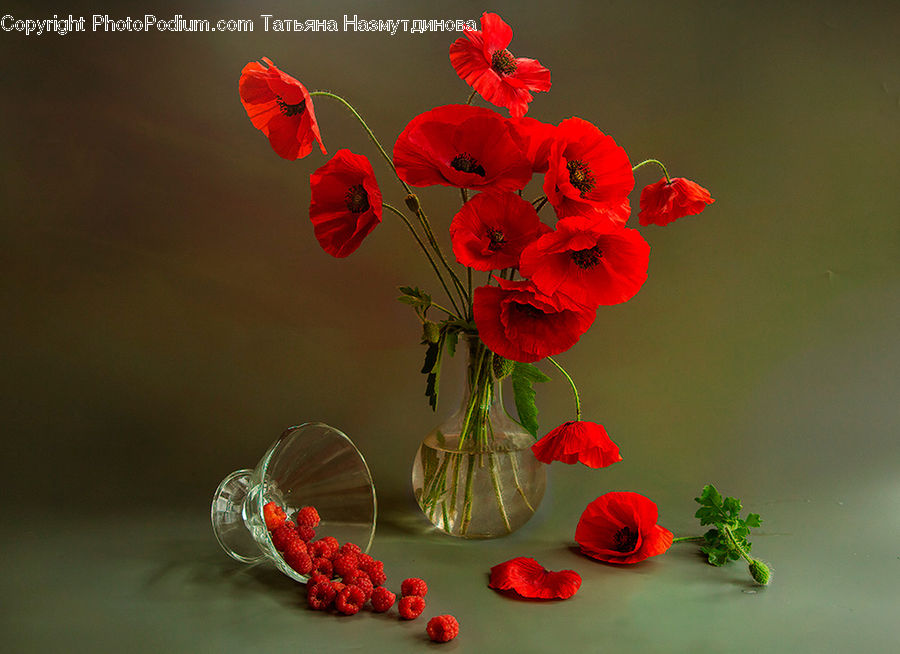Blossom, Flora, Flower, Geranium, Plant, Poppy, People