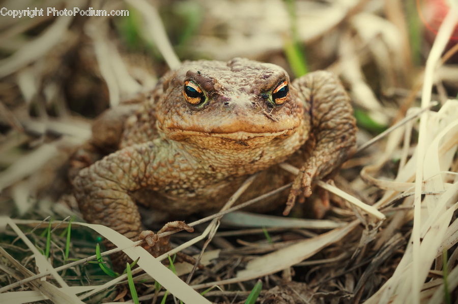 Amphibian, Frog, Wildlife, Toad