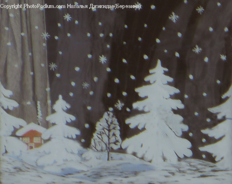 Blizzard, Outdoors, Snow, Weather, Winter, Conifer, Fir