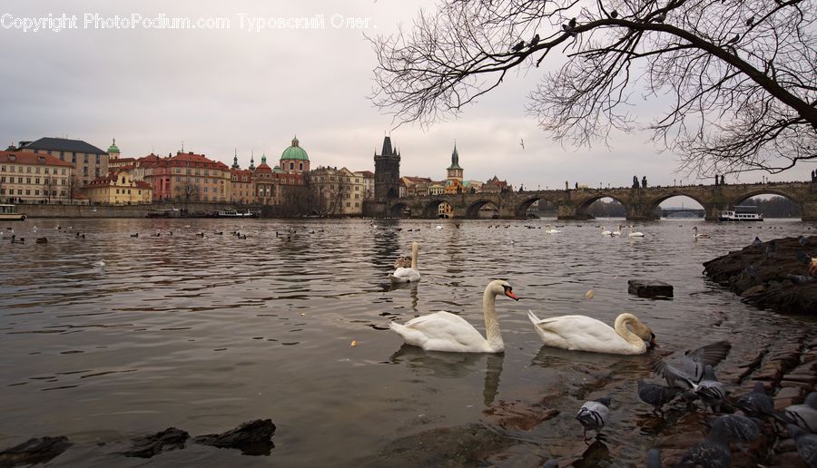 Bird, Swan, Waterfowl, Architecture, Cathedral, Church, Worship