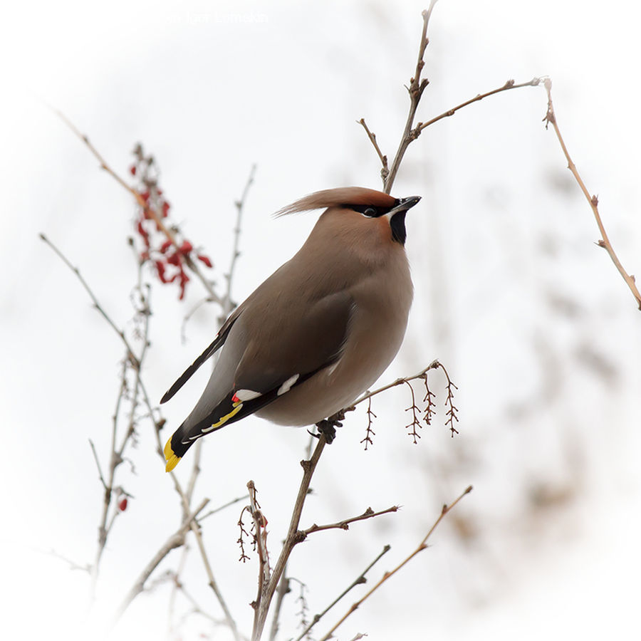 Bird, Head, Portrait, Blossom, Flora, Flower, Plant