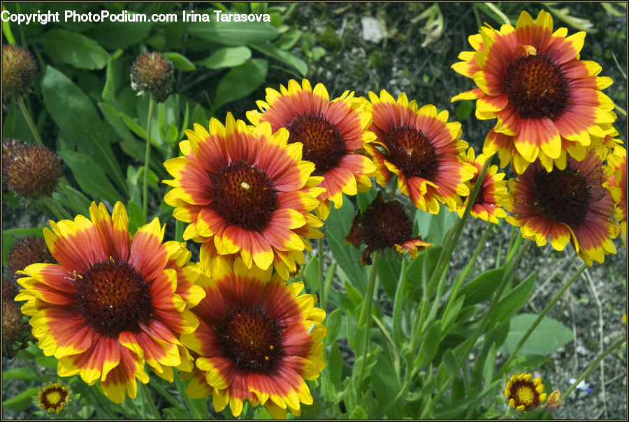 Flora, Flower, Plant, Treasure Flower, Blossom, Asteraceae, Daisies