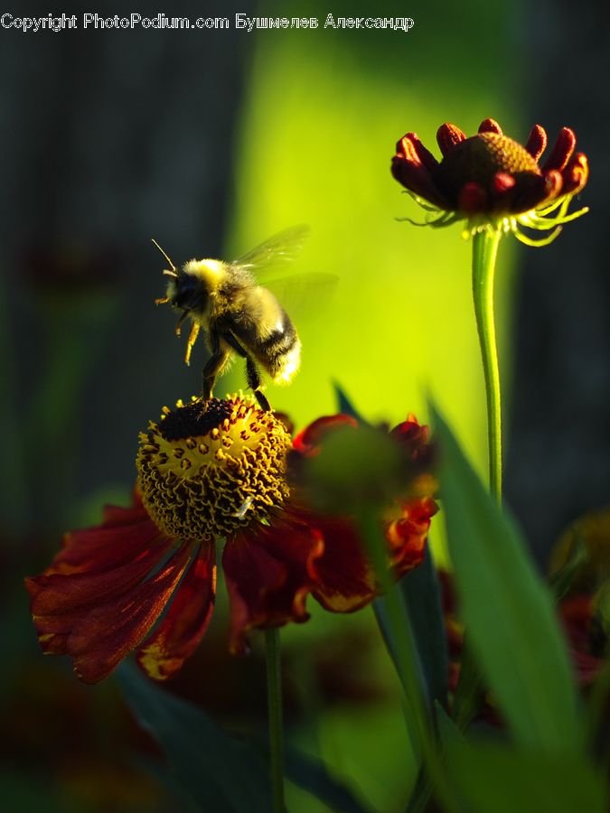 Flora, Pollen, Bee, Insect, Invertebrate, Bud, Plant