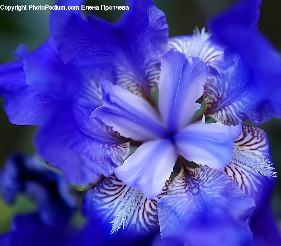 People, Person, Human, Flora, Flower, Iris, Plant