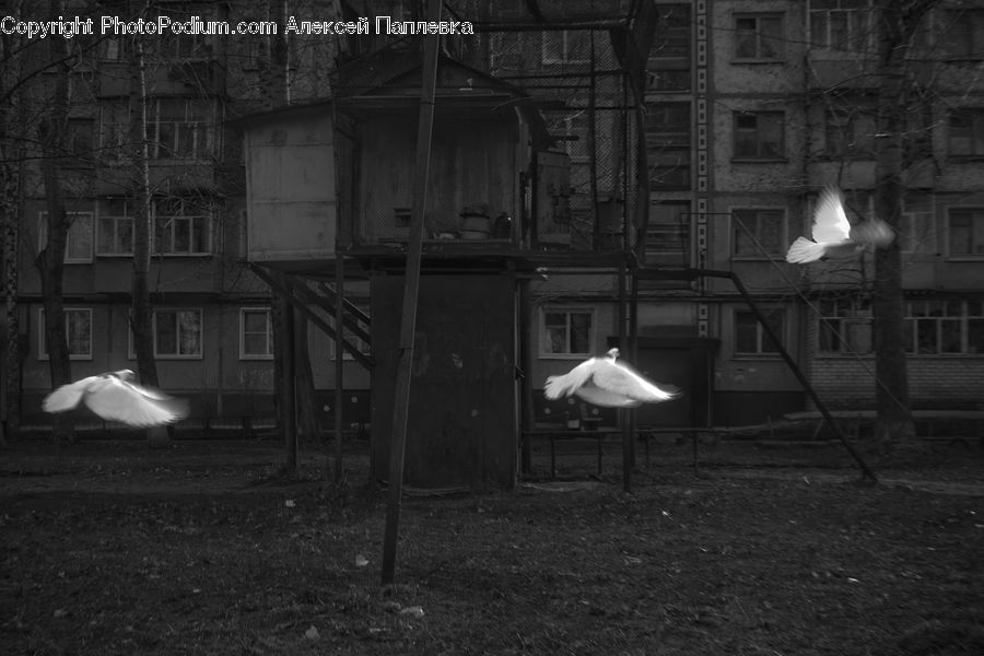 Bird, Seagull, Umbrella, Chair, Furniture, Alley, Alleyway