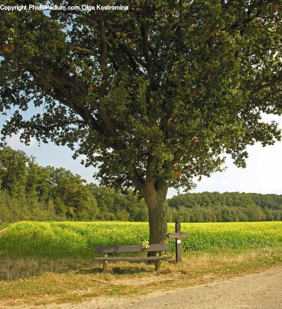 Oak, Tree, Wood, Plant, Conifer, Fir, Dirt Road