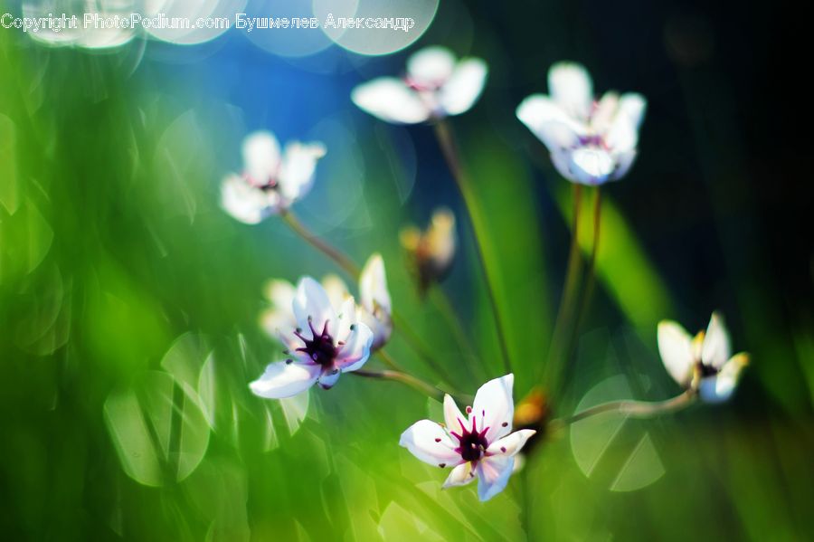Blossom, Flora, Flower, Plant, Geranium, Lily, Pond Lily