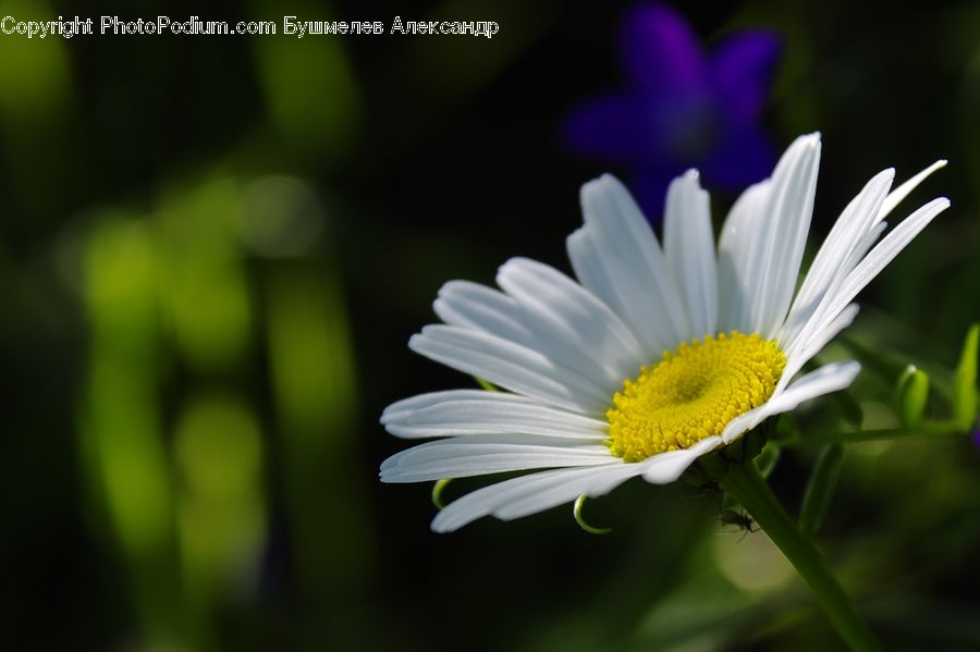 Daisies, Daisy, Flower, Plant, Blossom, Flora, Aster