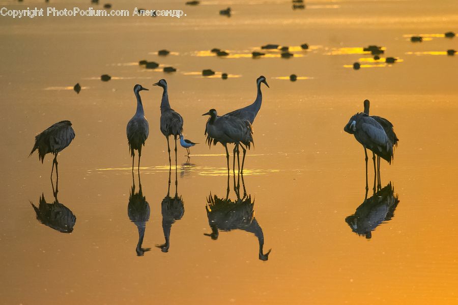 Bird, Crane Bird, Heron, Ardeidae, Stork, Waterfowl, Outdoors
