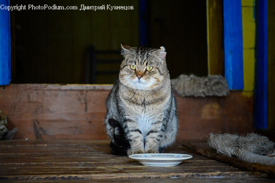 Animal, Cat, Mammal, Pet, Kitten, Abyssinian, Manx