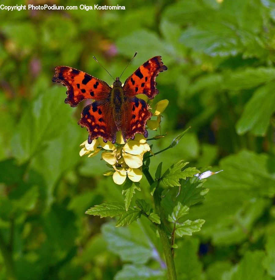 Butterfly, Insect, Invertebrate, Blossom, Flora, Flower, Geranium