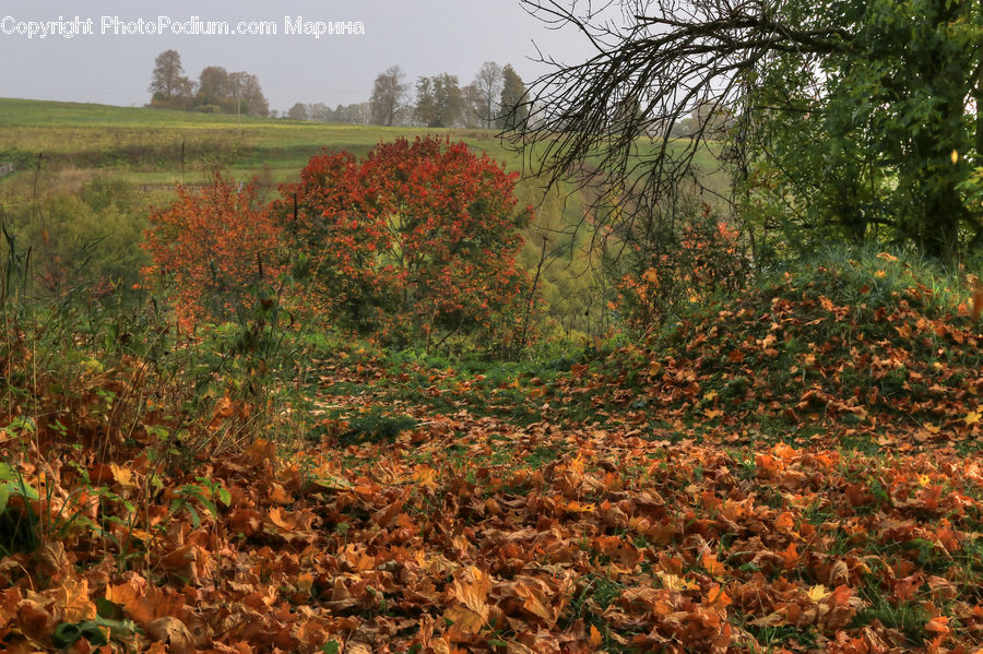 Ground, Soil, Field, Grass, Grassland, Land, Outdoors