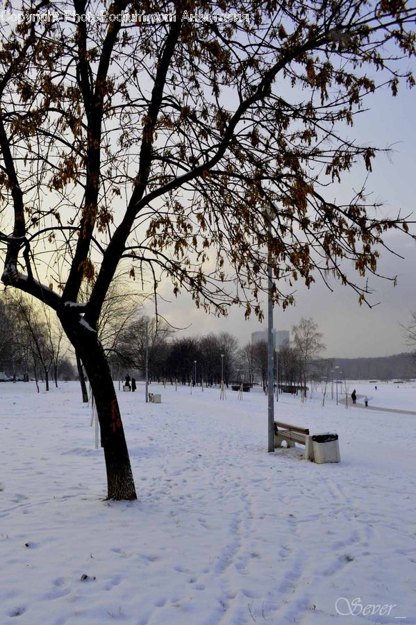 Bench, Plant, Tree, Ice, Outdoors, Snow, Landscape