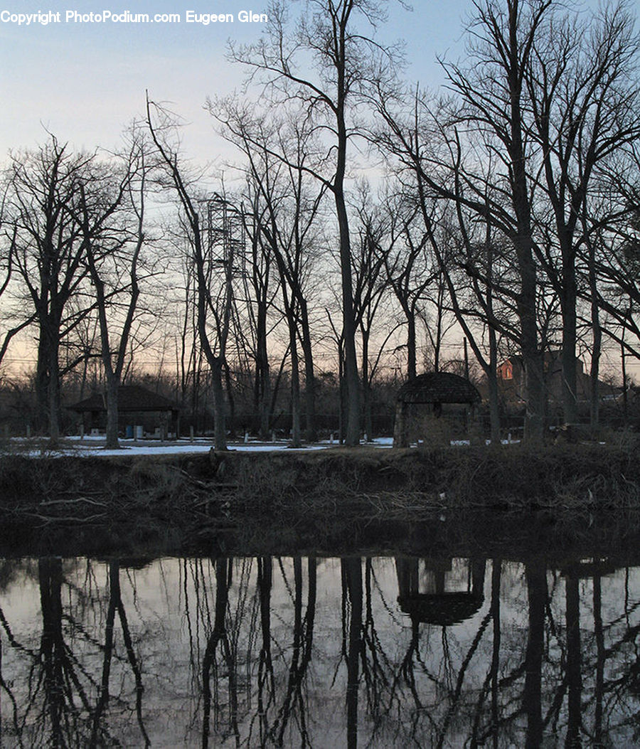 Puddle, Land, Marsh, Outdoors, Swamp, Water, Plant