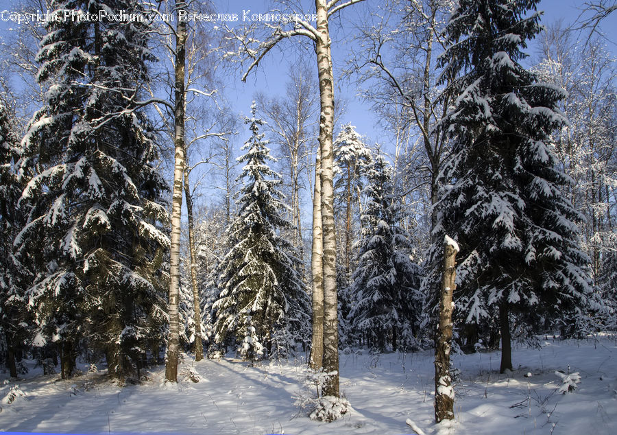 Birch, Tree, Wood, Conifer, Fir, Plant, Spruce
