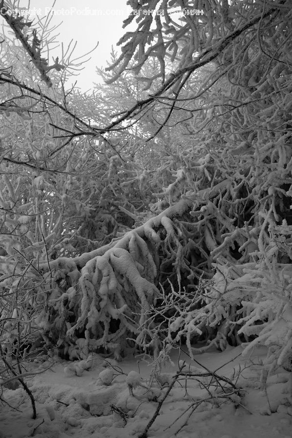 Ice, Outdoors, Snow, Frost, Plant, Tree, Forest