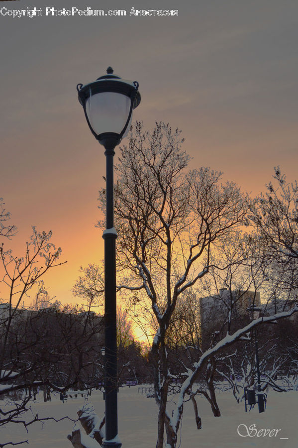 Lamp Post, Pole, Plant, Tree, Ice, Outdoors, Snow
