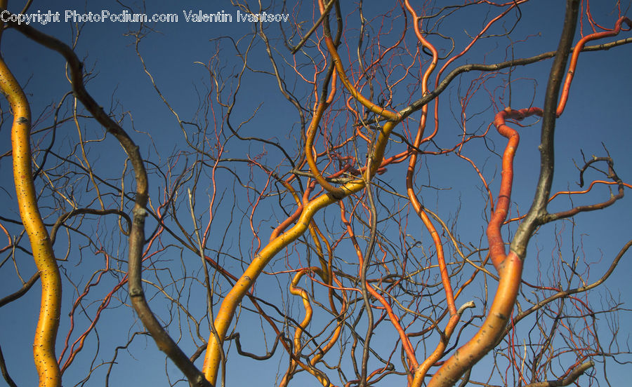 Oak, Sycamore, Tree, Tree Trunk, Wood, Birch, Plant