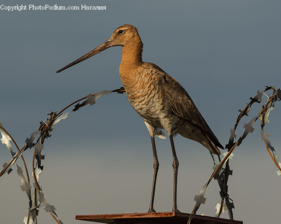 Bird, Crane Bird, Heron, Head, Portrait, Beak, Plant