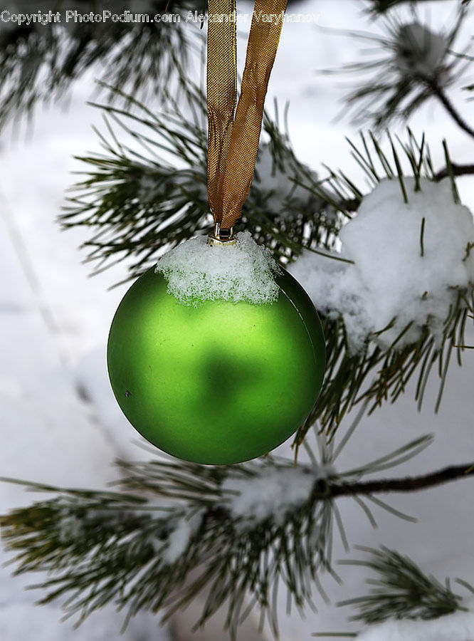 Grass, Plant, Reed, Dill, Conifer, Fir, Tree