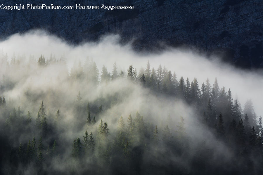 Fog, Conifer, Fir, Pine, Spruce, Wood