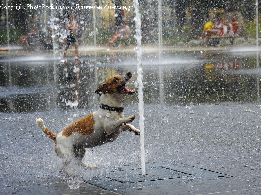 Fountain, Water, Sport, Swimming, Bird, Sparrow, Ice