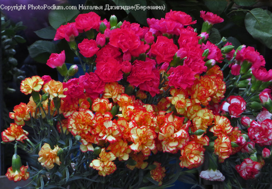 Flower, Flower Arrangement, Flower Bouquet, Blossom, Flora, Plant, Potted Plant