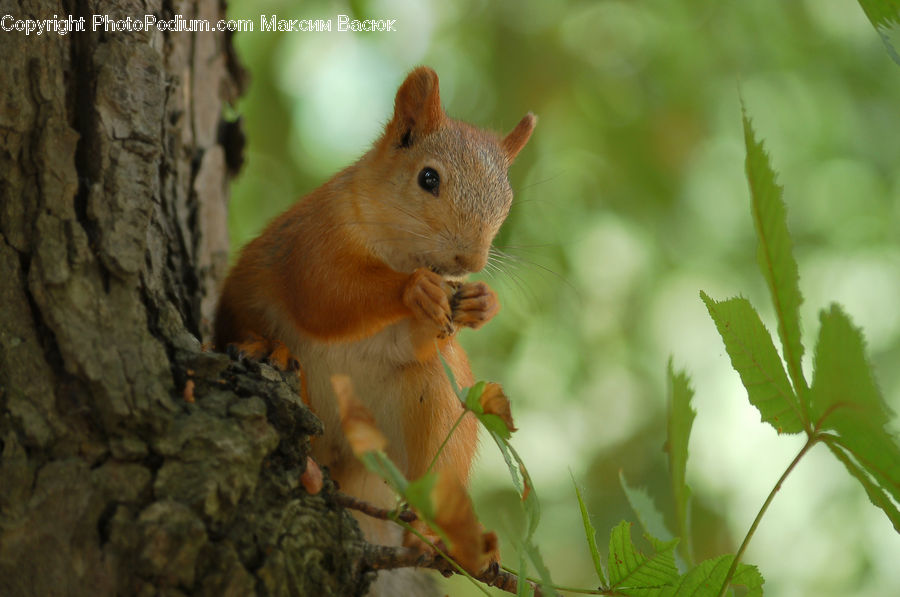 Animal, Mammal, Rodent, Squirrel, Blossom, Flora, Flower
