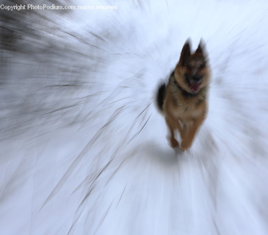 Animal, Canine, Collie, Dog, Mammal, Pet, Cat