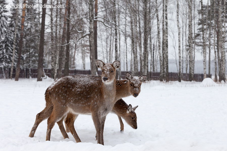Animal, Deer, Mammal, Wildlife, Forest, Vegetation