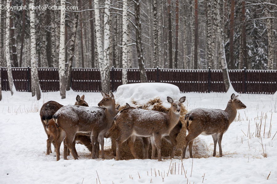 Countryside, Farm, Pasture, Ranch, Rural, Animal, Deer